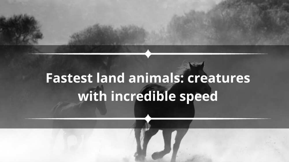 Top 10 fastest land animals