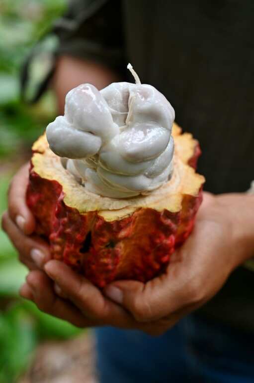 A worker holds the fruit of the cocoa tree, the precious bean encased in white pulp