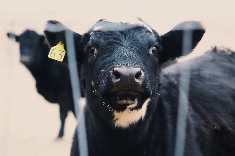 Facts about cows Facts about cows
