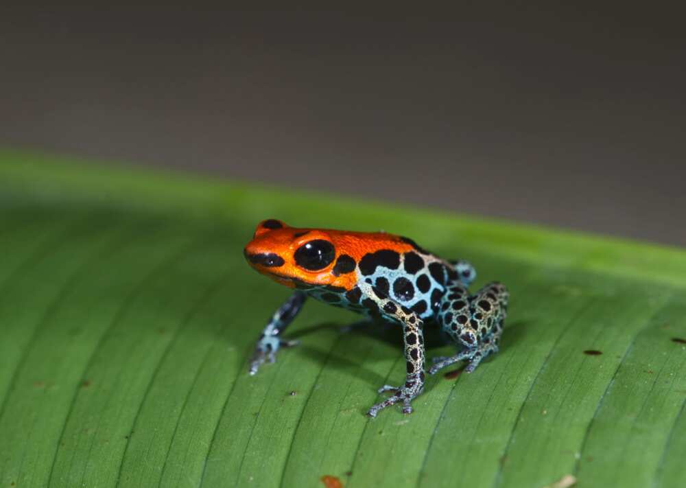 Grenouilles venimeuses Grenouilles venimeuses