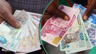 Dollar crash continues as naira gains in official, parallel markets, analyst predict new FX rates