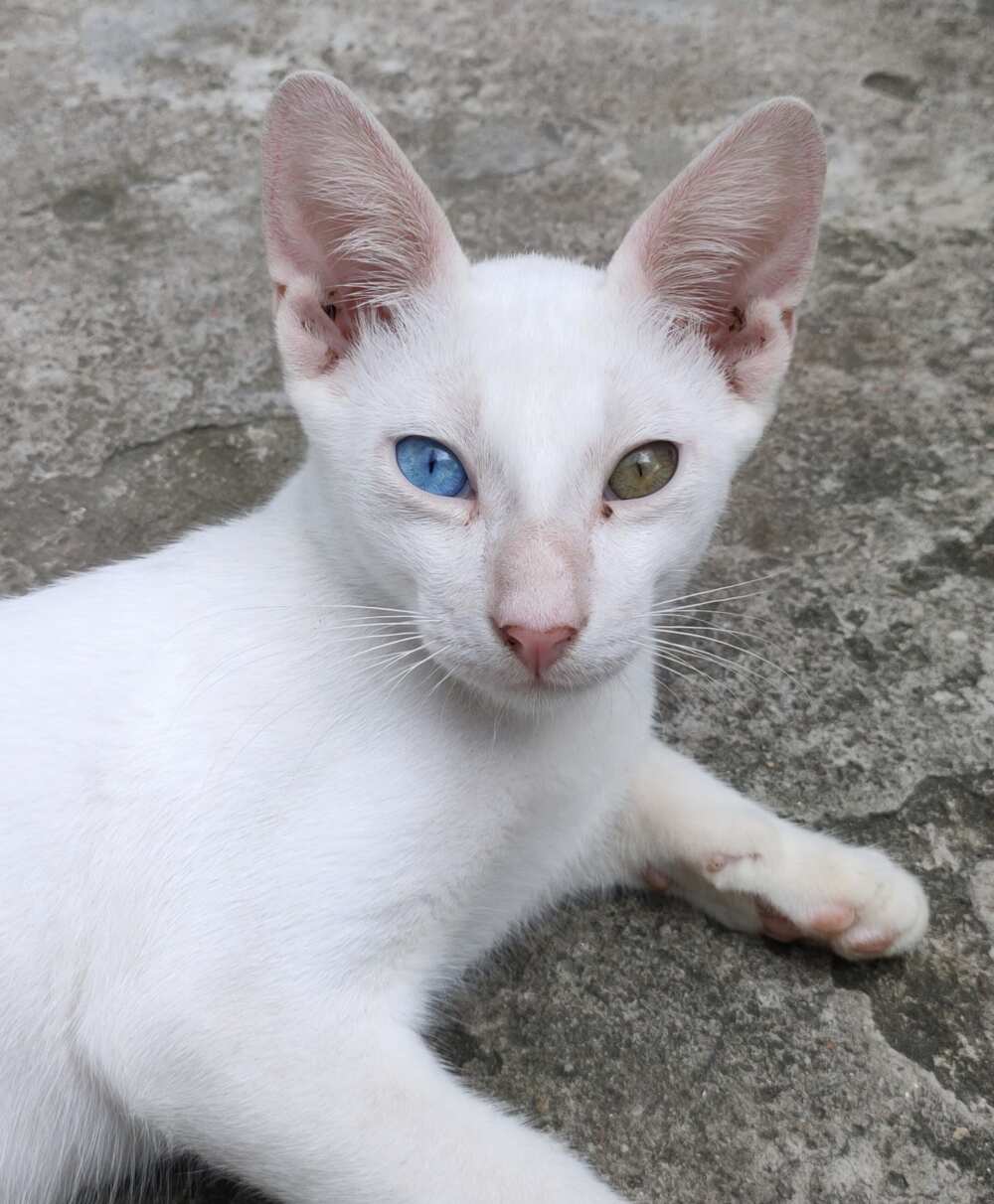 What cat is the rarest? What cat is the rarest?