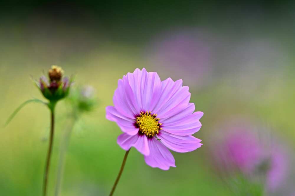 A close-up of a purple cosmos flower on a meadow