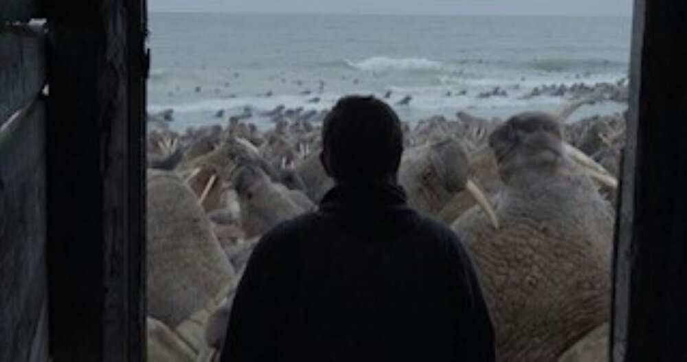 In this undated handout screengrab provided by The New Yorker, marine biologist Maxim Chakilev looks out of his Siberian hut at walruses in the Oscar-nominated short documentary "Haulout"