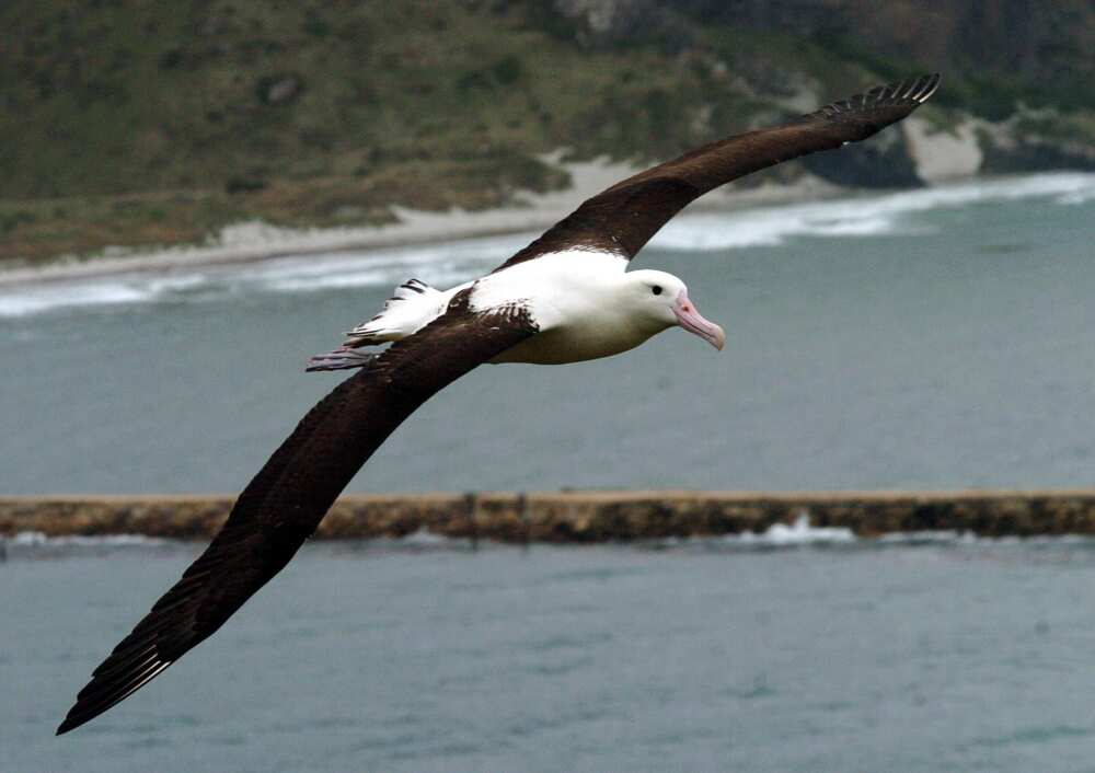 birds that mate for life birds that mate for life