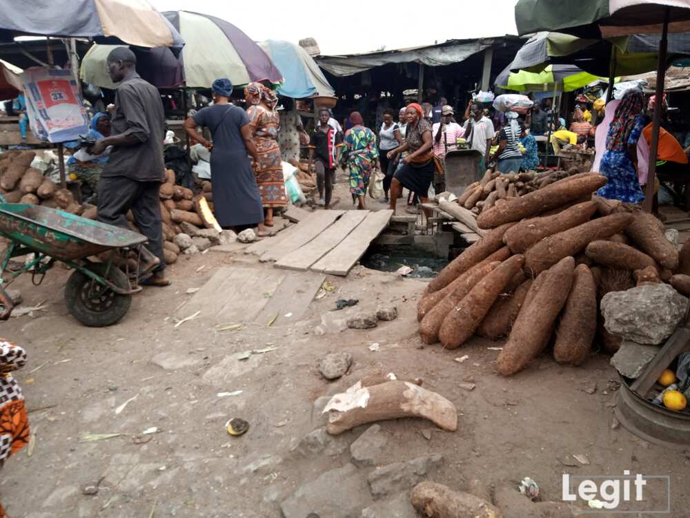 The size of the yam and the type as well as the supply determines to a large extent its affordability this period. Photo credit: Esther Odili The size of the yam and the type as well as the supply determines to a large extent its affordability this period. Photo credit: Esther Odili