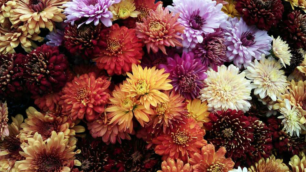 A bunch of assorted chrysanthemum flowers