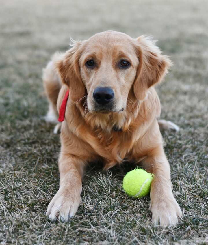 What does golden retriever boyfriend mean and where did it come from