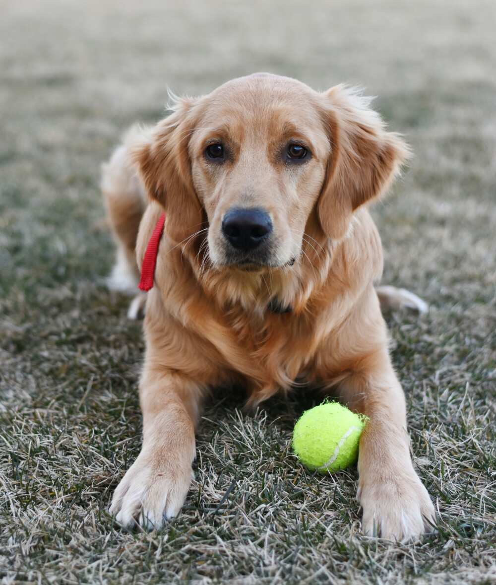 Golden retriever guy