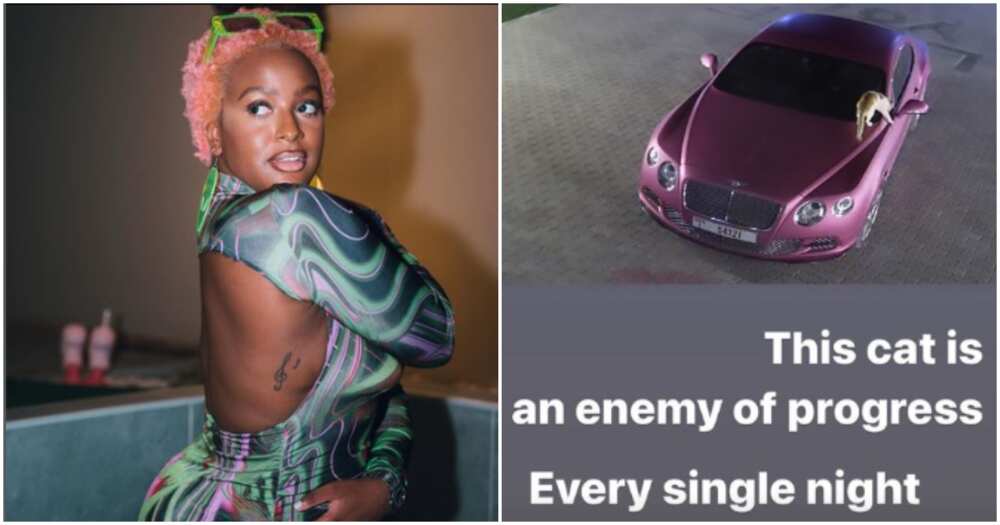 DJ Cuppy shares photo of cat always disturbing her at night. DJ Cuppy shares photo of cat always disturbing her at night.