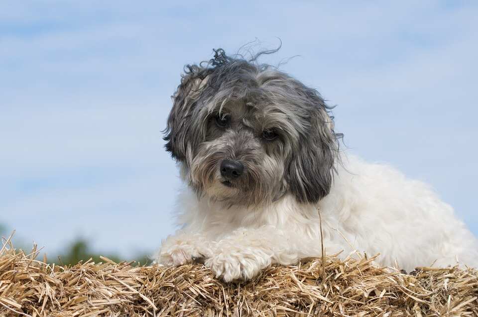 Little lion dog Little lion dog