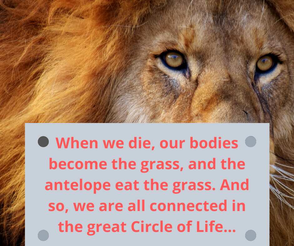 35 enlightening Lion King quotes that can be applied to real life Legit.ng