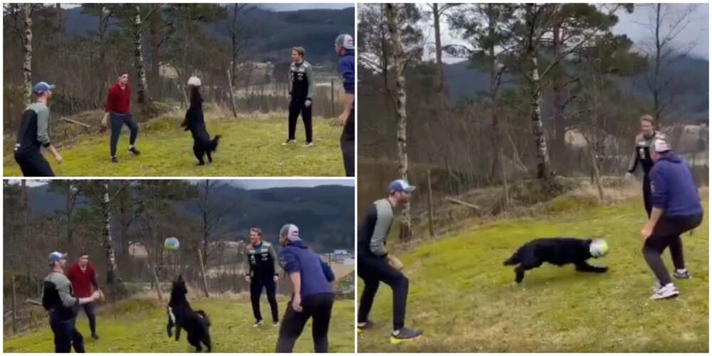 Dog juggles ball in the air in amazing showing of footballing skills, thrills the internet