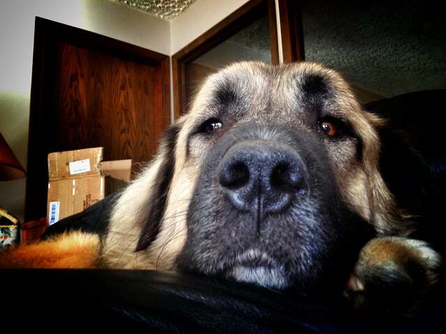 Anatolian Shepherd