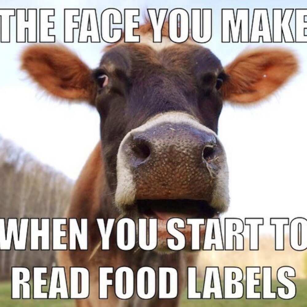 funny cow memes