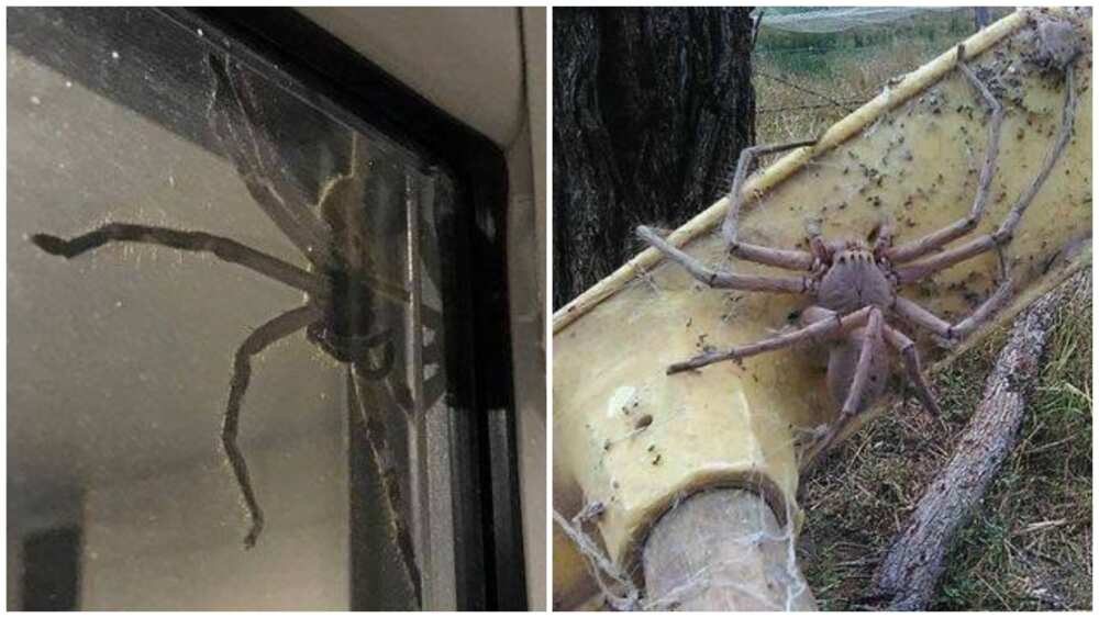 giant spider giant spider