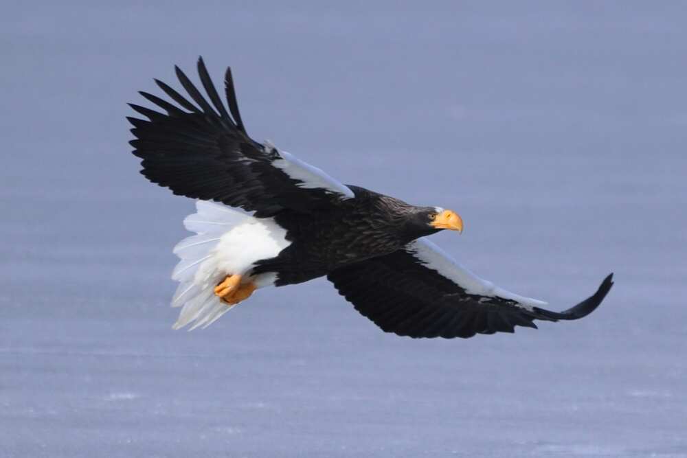 Steller’s Sea eagle flying in Lake Furen, Rausu, Hokkaido