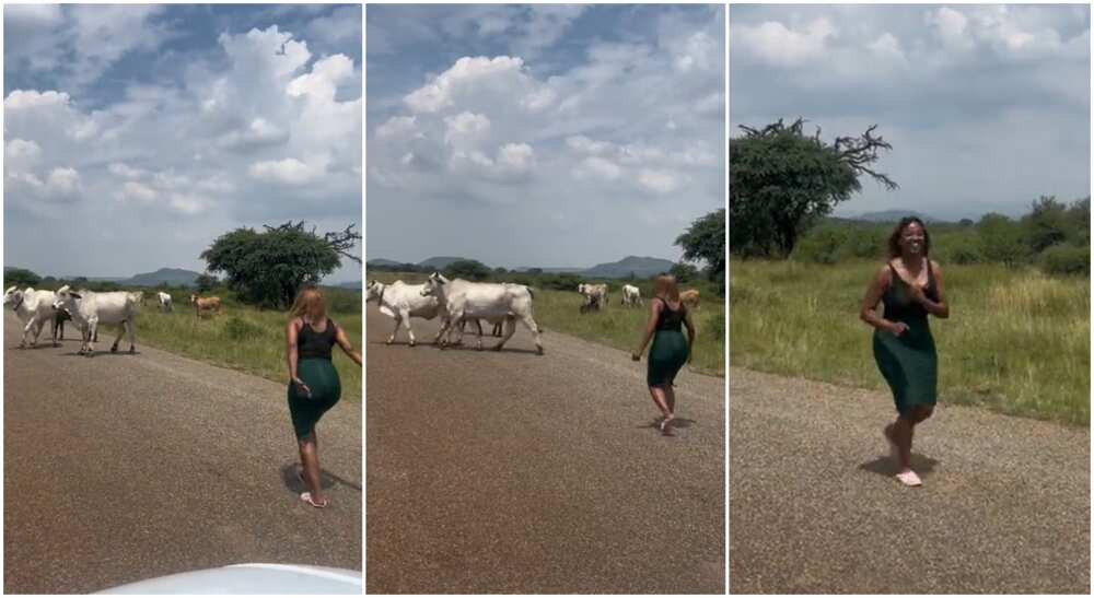 Photos of a lady chasing cows away from the road.
