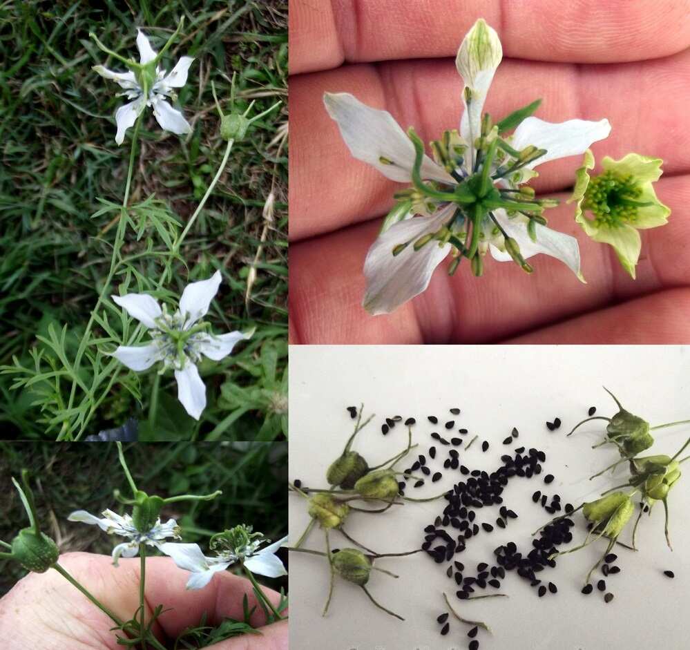 Nigella-Sativa-Black-Seed-Cumin-Fennel-Flower-Seeds