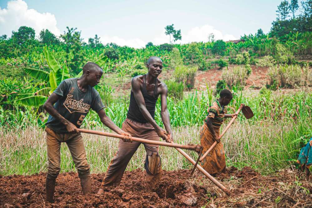 Problems of agriculture in Nigeria