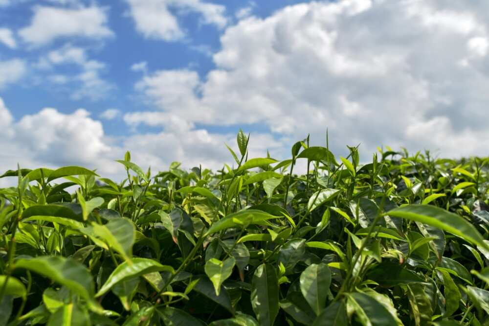 Kenya exported more than 550,000 tonnes of tea last year according to government figures