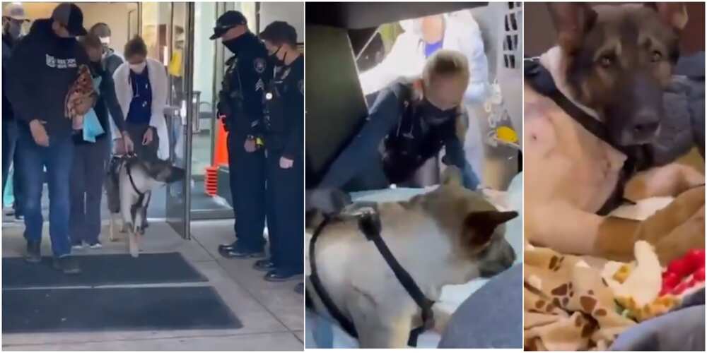 Brave police dog receives standing ovation, welcomed like a hero after he was shot on duty