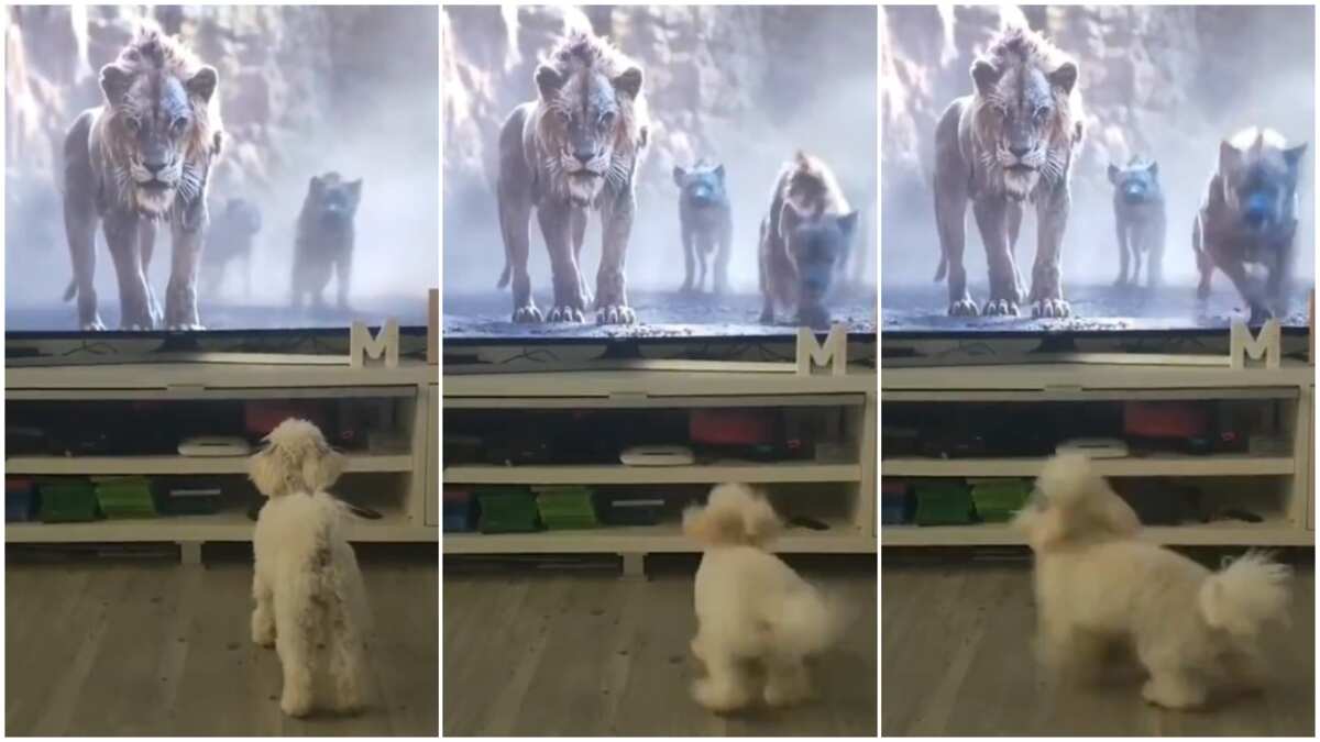 Little dog 'picks race', thinking lion and wolves on the TV were pursuing it, funny video sparks reactions