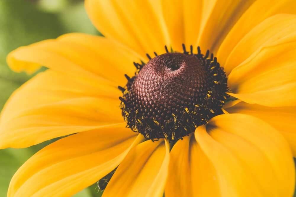 what does a sunflower symbolize