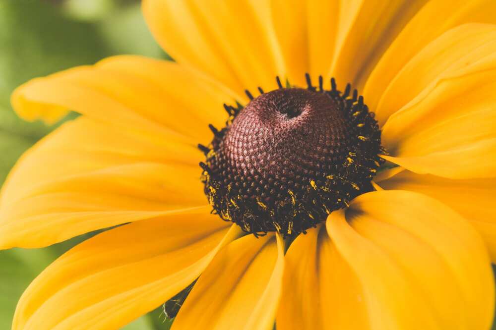 sunflower-symbolism-what-is-this-flower-supposed-to-represent-legit-ng