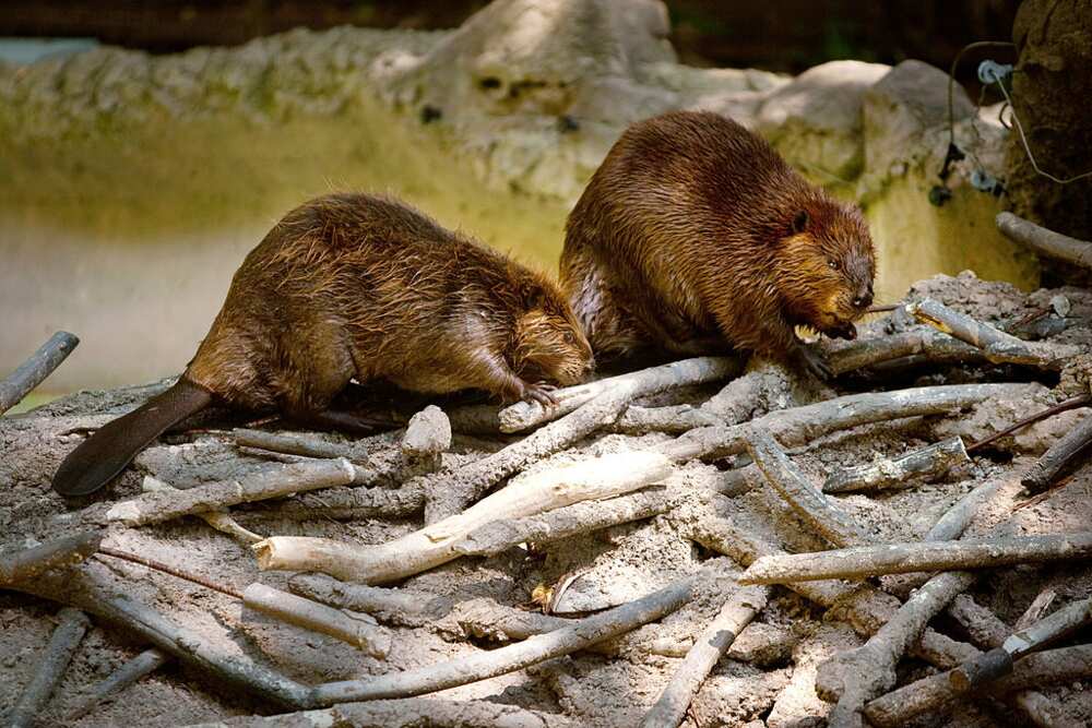 animals that mate for life animals that mate for life