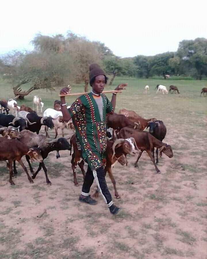 A herdsman with his cattle