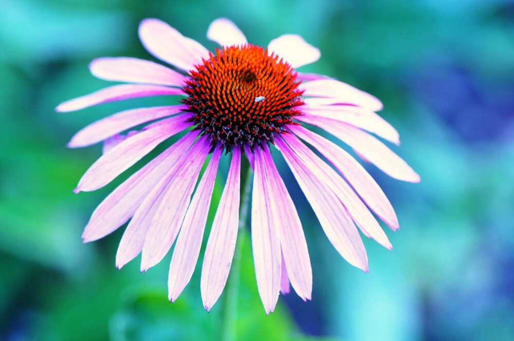 A lilac and orange-clustered petaled coneflower flower