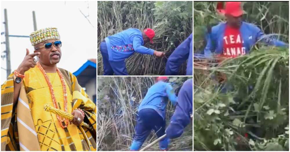Video of Oluwo of Iwo cutting grass with cutlass.