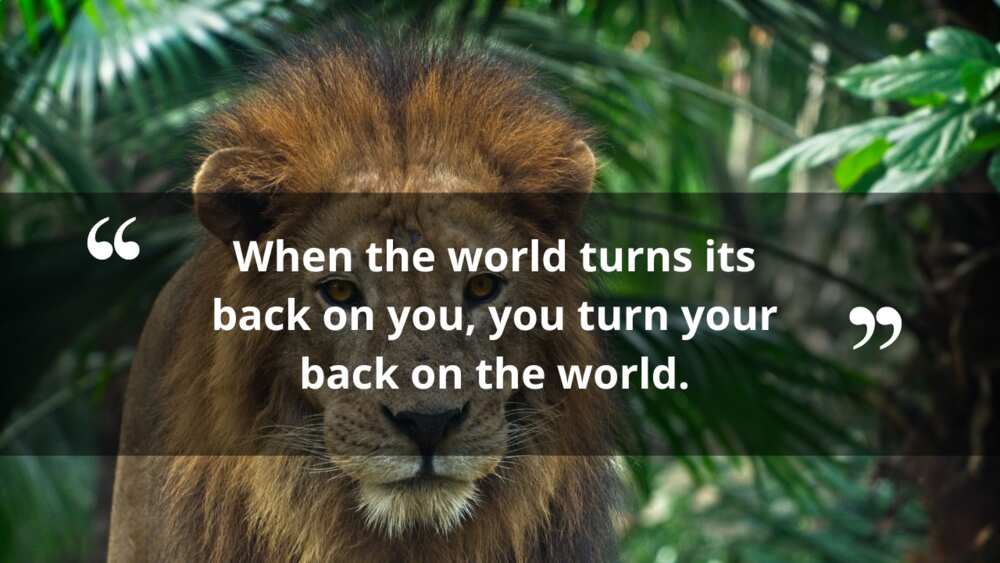 lion king inspirational quotes lion king inspirational quotes