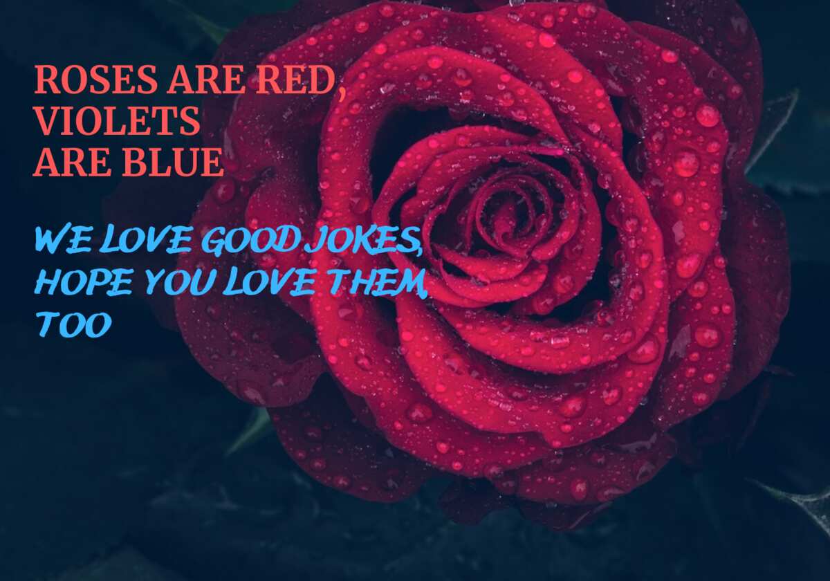 Funny roses are red are blue poems and - Legit.ng