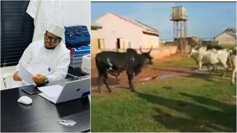 Adamu Garbasays cow ranching business is better than cryptocurrency Adamu Garbasays cow ranching business is better than cryptocurrency