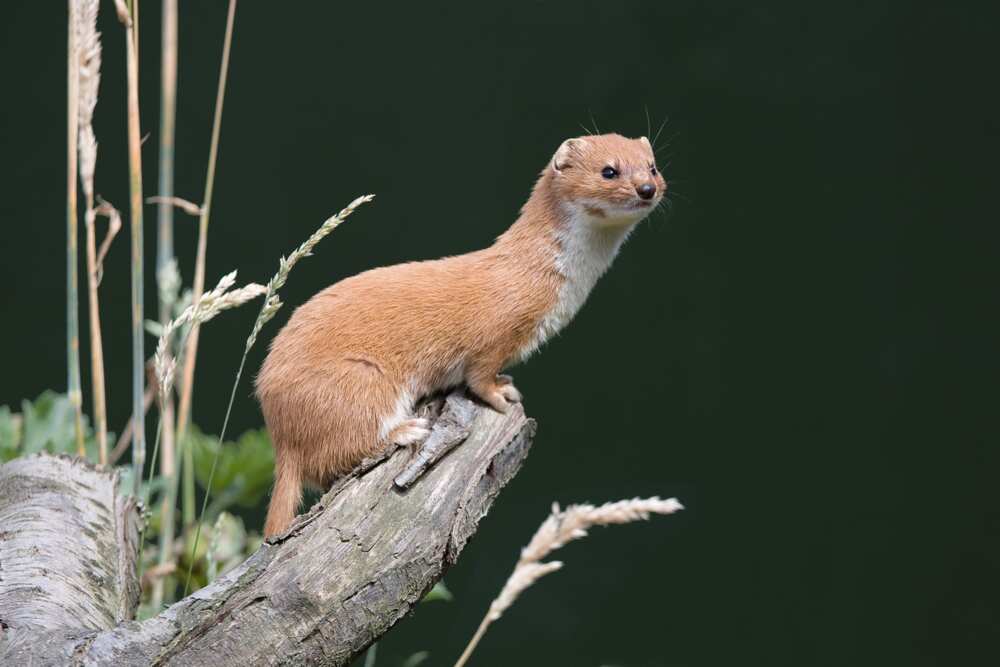 An ermine on the lookout