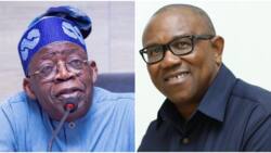 Nigeria 2023 election: Tinubu leads Peter Obi by 96,598 votes in 8 LGs in Lagos