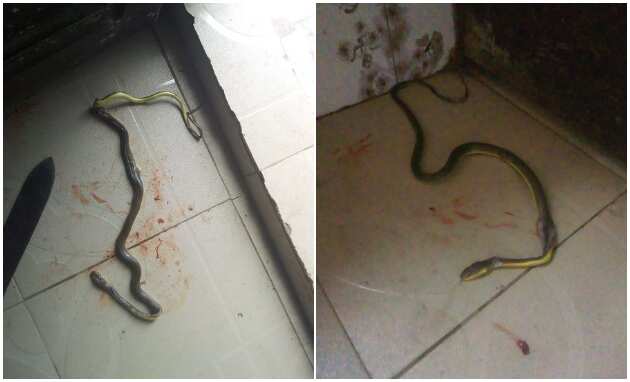 Photos of the snake