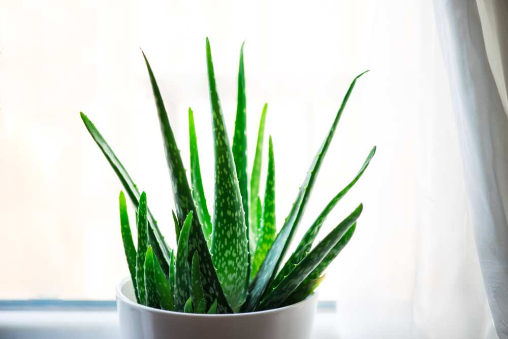 houseplants that don't need sunlight