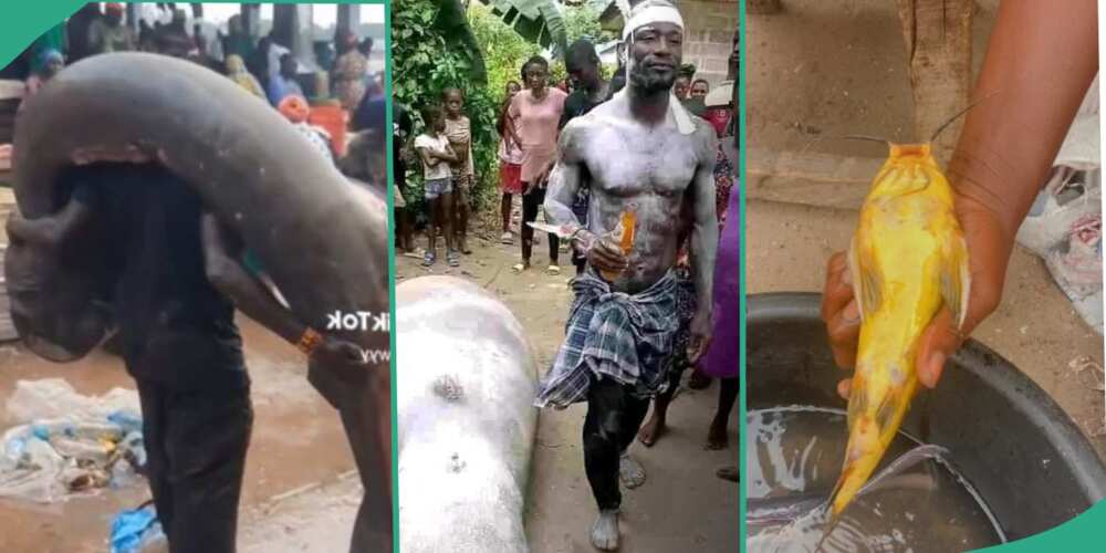 Man catches giant sea mammal in Rivers sea, man finds gold-coloured fish, man catches giant fish