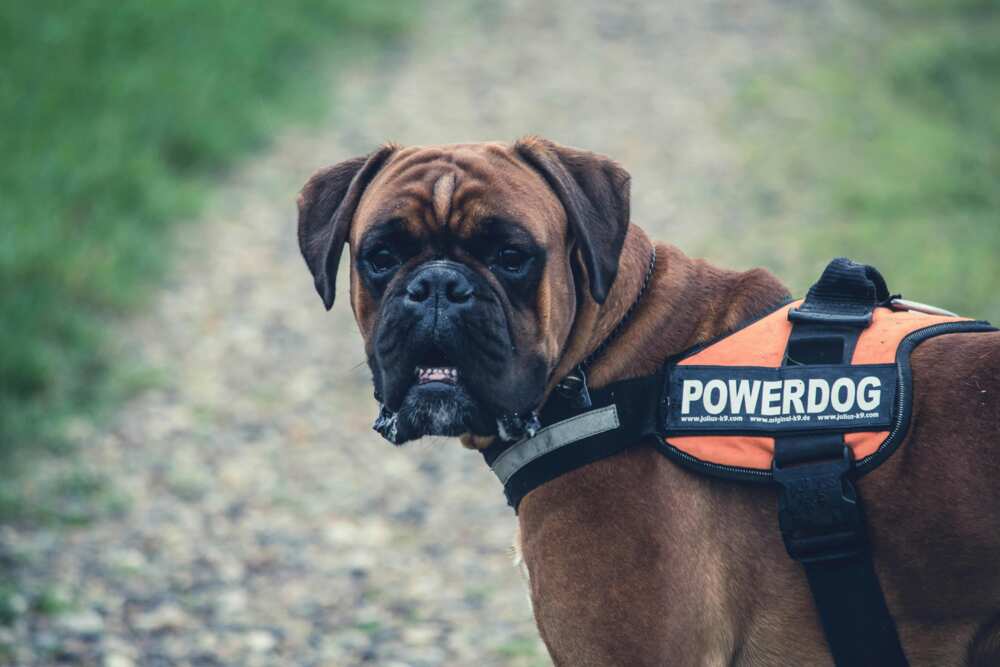 A brown Cane Corso with an orange and black power dog vest
