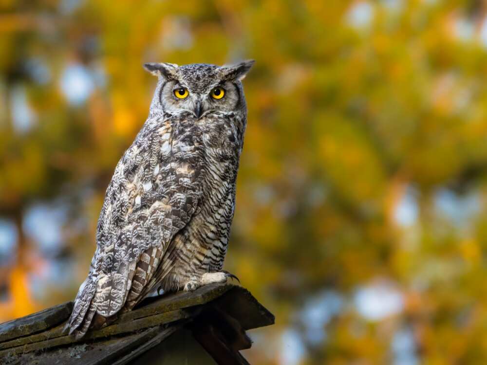 Great Horned Owl perching on the top of a roof