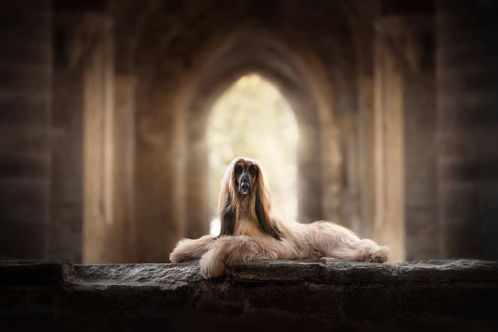 Most expensive dog breeds Most expensive dog breeds
