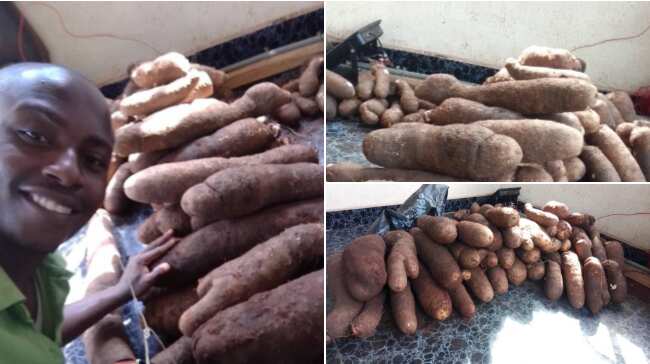 Nigerian Man Gets Massive Yam Harvest After He Planted Out Of Boredom at his backyard