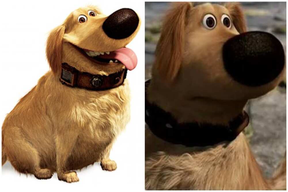 Dug from Up panting and him starring