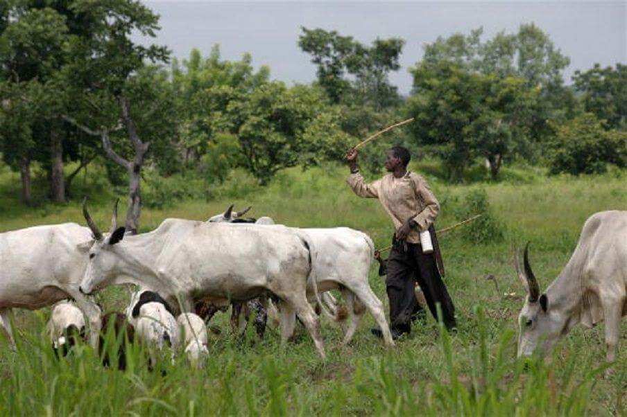 Kiwo a fili: A ba mu lokaci mu horar da Fulani makiyaya, Miyetti Allah ta roki Legas Kiwo a fili: A ba mu lokaci mu horar da Fulani makiyaya, Miyetti Allah ta roki Legas