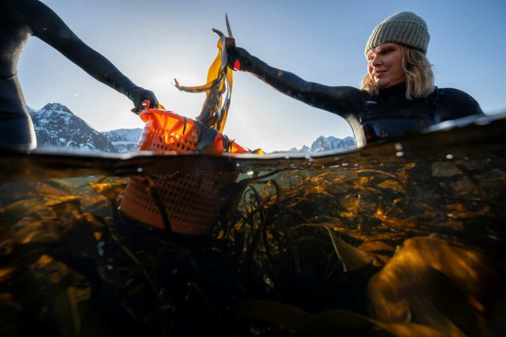 Norway women bring seaweed to culinary heights in Europe