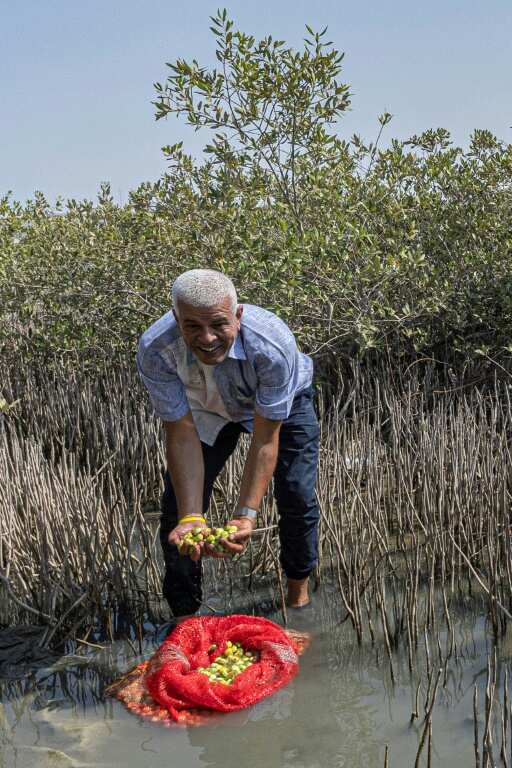 Sayed Khalifa heads the mangrove reforestation project, which aims to boost the coverage of the trees along the Red Sea coast