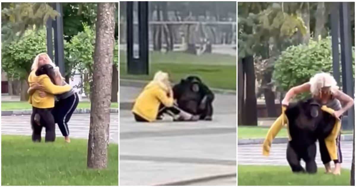 Incredible moments lady persuades Chimpanzee to return after escaping